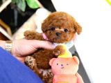 Korea Toy Poodle Yavrular