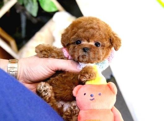 Korea Toy Poodle Yavrular görsel