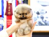 Korea Port Tea Cup Pomerani̇an Boo Yavrular