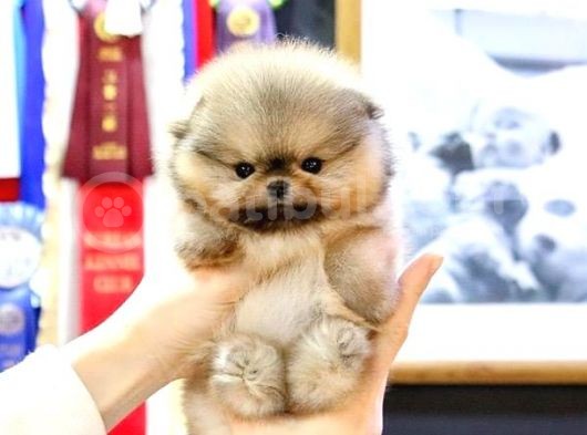 Korea Port Tea Cup Pomerani̇an Boo Yavrular görsel