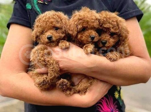 Saf Kan Red Toy Poodle Yavrularimiz görsel