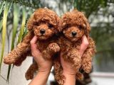 Saf Kan Red Toy Poodle Yavrularimiz