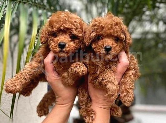 Saf Kan Red Toy Poodle Yavrularimiz