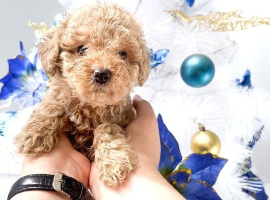 Hari̇ka Toy Poodle Yavrular görsel