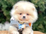 Safkan Teddy Bear Pomeranian Boo Yavrularımız