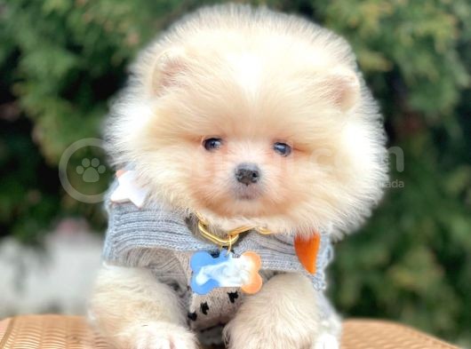 Safkan Teddy Bear Pomeranian Boo Yavrularımız görsel