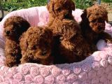 Poodle Toy Yavrularim