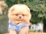 Safkan Teddy Bear Pomeranian Boo Yavrularımız