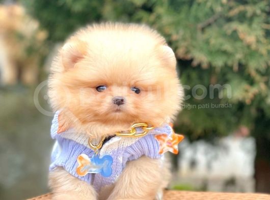 Safkan Teddy Bear Pomeranian Boo Yavrularımız