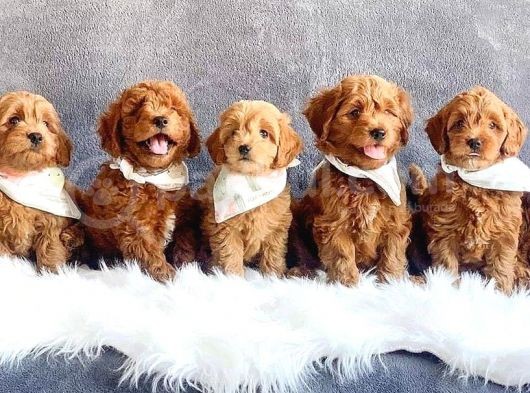 Hari̇ka Toy Poodle Yavrular
