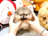 Korea Port Tea Cup Pomerani̇an Boo Yavrular