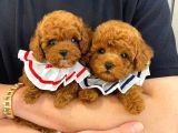 Baby Face Toy Poodle Yavrular