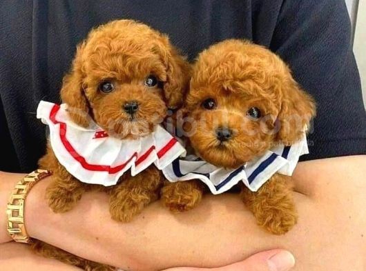 Baby Face Toy Poodle Yavrular görsel