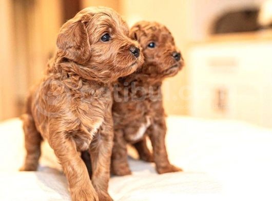 Hari̇ka Toy Poodle Yavrular görsel