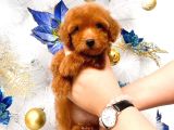 Poodle Toy Yavrularim