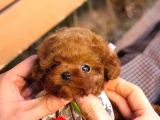 Benzersiz Toy Poodle Yavruları
