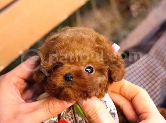 Benzersiz Toy Poodle Yavruları görsel