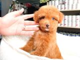 Bebek Yüzlü Toy Poodle Yavrular