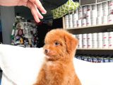 Bebek Yüzlü Toy Poodle Yavrular