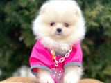 Safkan Teddy Bear Pomeranian Boo Yavrularımız