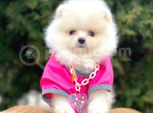 Safkan Teddy Bear Pomeranian Boo Yavrularımız görsel