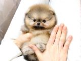 Korea Port Tea Cup Pomerani̇an Boo Yavrular