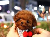 Benzersiz Toy Poodle Yavruları