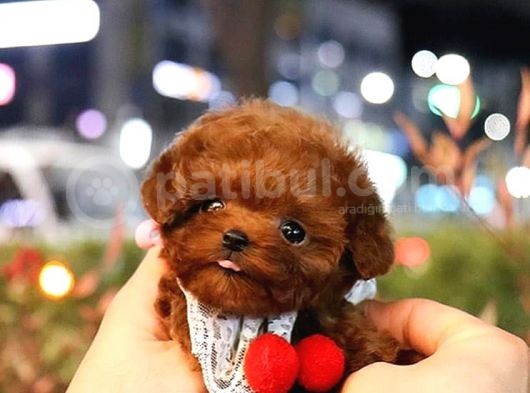 Benzersiz Toy Poodle Yavruları görsel