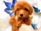 Poodle Toy Yavrularim