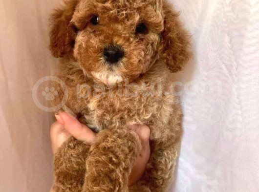 Yavru Köpekler Toy Poodle görsel