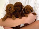 Hepsi Çok Güzel Toy Poodle Yavrular