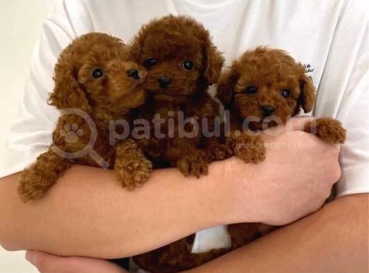Hepsi Çok Güzel Toy Poodle Yavrular