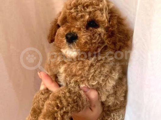 Yavru Köpekler Toy Poodle