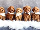 Hari̇ka Toy Poodle Yavrular