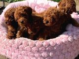 Poodle Toy Yavrularim