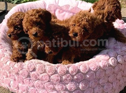 Poodle Toy Yavrularim görsel
