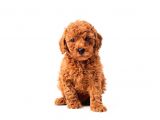 Toy Poodle Yavrularimiz Si̇zlerle