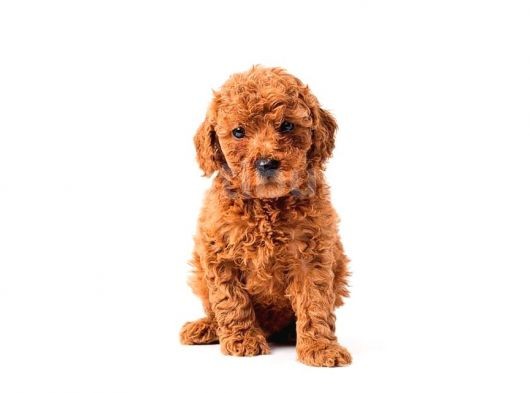 Toy Poodle Yavrularimiz Si̇zlerle görsel