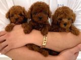 Hepsi Çok Güzel Toy Poodle Yavrular