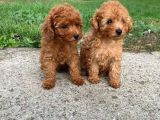 Dünyanin en Zeki̇si̇ Toy Poodle Yavrularimiz Si̇zlerle