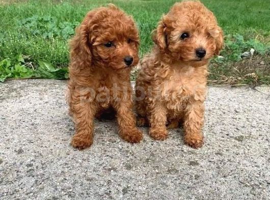 Dünyanin En Zeki̇si̇ Toy Poodle Yavrularimiz Si̇zlerle