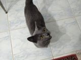 Acill Erkek 7 Aylık Uysal Çok Acil