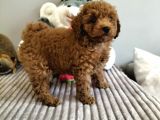 Irk Ve Sağlık Garantili Red Toy Poodle Yavrulari