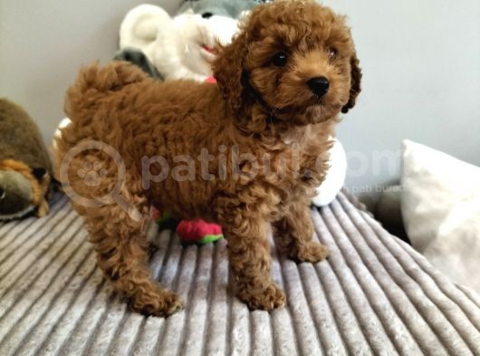 Irk Ve Sağlık Garantili Red Toy Poodle Yavrulari görsel