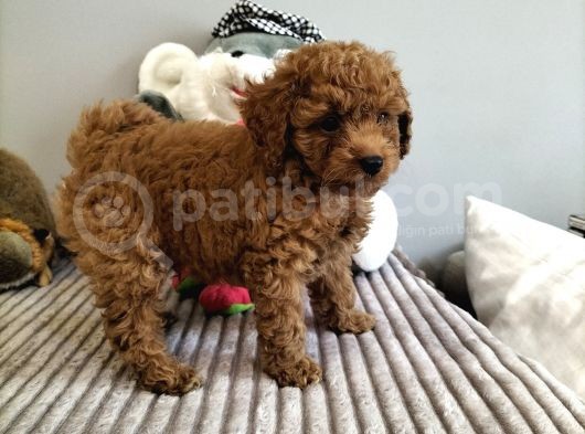 Irk Ve Sağlık Garantili Red Toy Poodle Yavrulari görsel