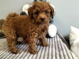 Irk ve Sağlık Garantili Red Toy Poodle Yavrulari