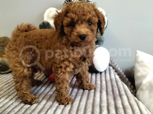Irk Ve Sağlık Garantili Red Toy Poodle Yavrulari