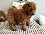 Irk Ve Sağlık Garantili Red Toy Poodle Yavrulari