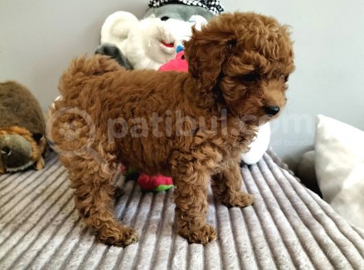 Irk Ve Sağlık Garantili Red Toy Poodle Yavrulari görsel