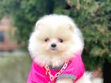 Erkek Ve Dişi Teddy Face Show Kalitede Pomeranian Yavrular